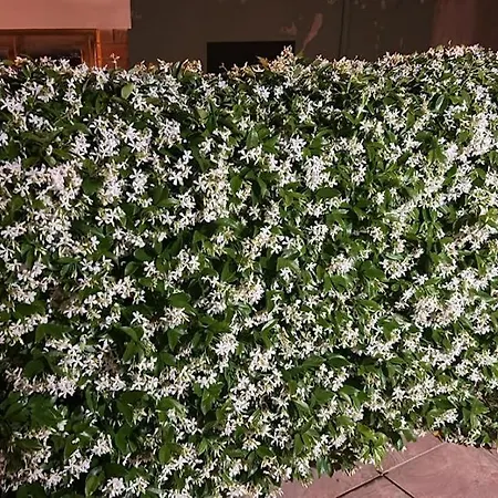 Casa Del Gelsomino Cuglieri